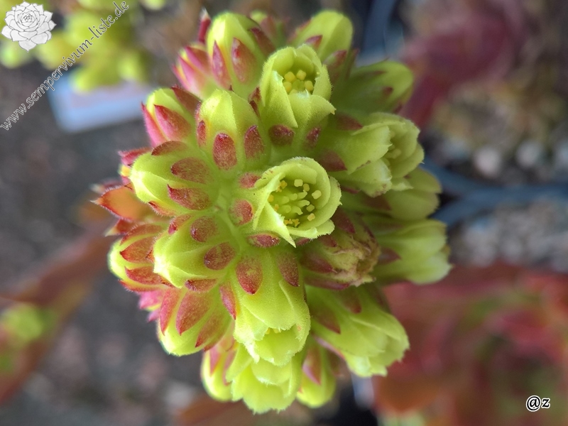 Korspelse Senne Beauty / Jovi