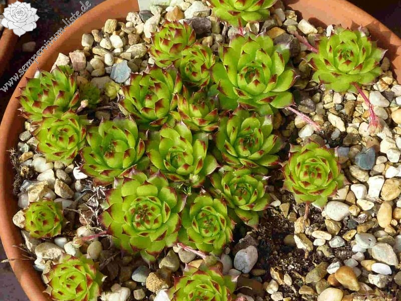 tectorum var. tectorum (lamottei)