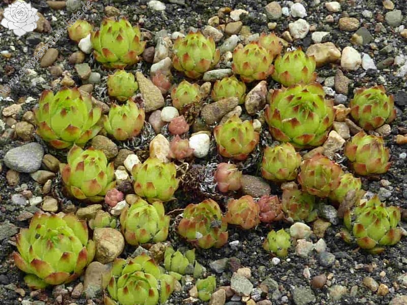 tectorum var. tectorum (lamottei)
