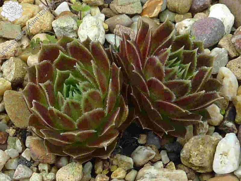 Korspel Lauri-Anne / Jovi