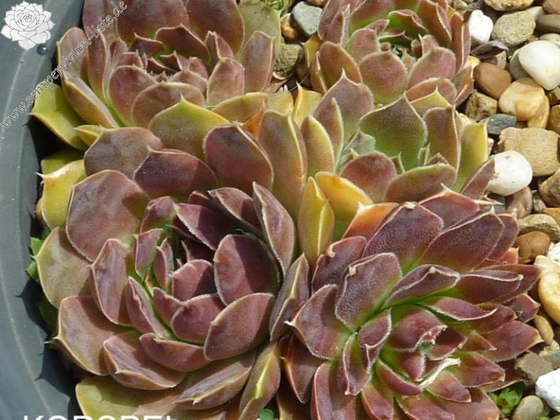 Korspel Red Rose / Jovi