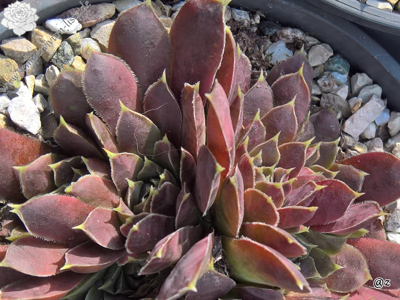 Korspelse Nofeya / Jovi