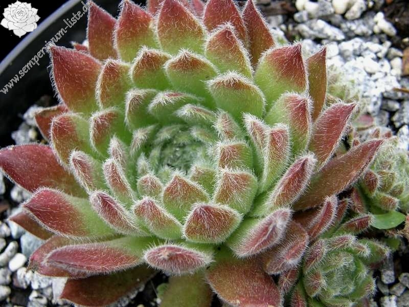 Lee Clair's Hybrid No. 4