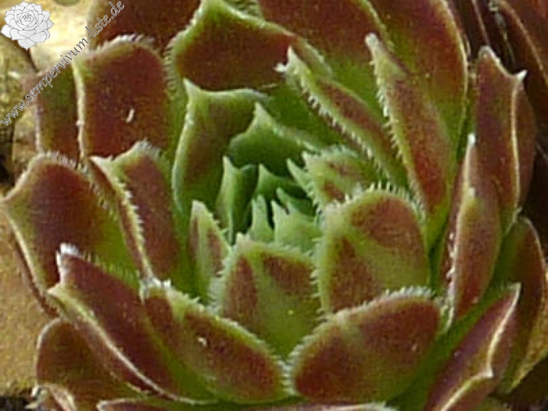 Korspel Lauri-Anne / Jovi