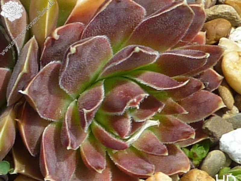 Korspel Red Rose / Jovi