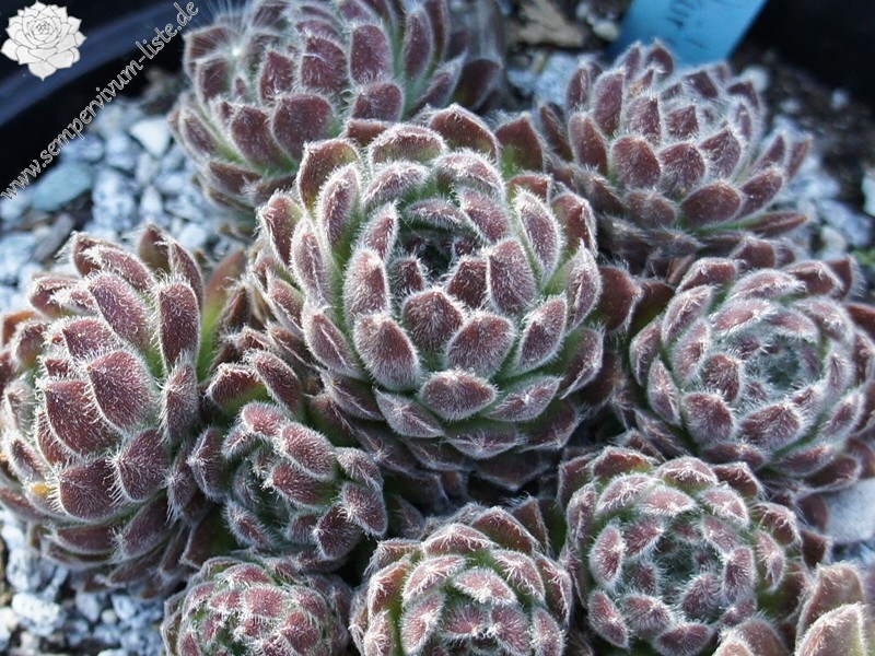 Lee Clair's Hybrid No. 4