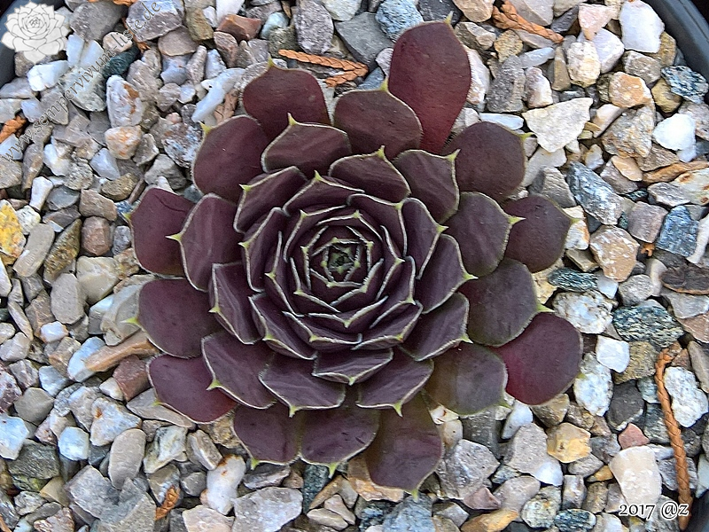 Korspelse Nofeya / Jovi