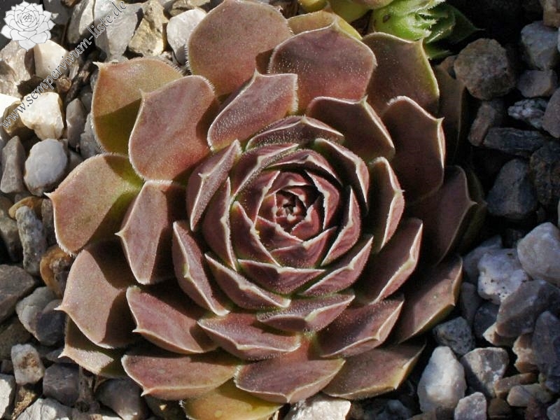 Korspel Red Rose / Jovi