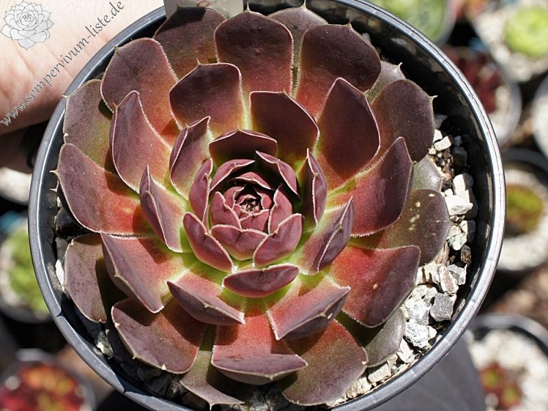 Korspel Expression / Jovi