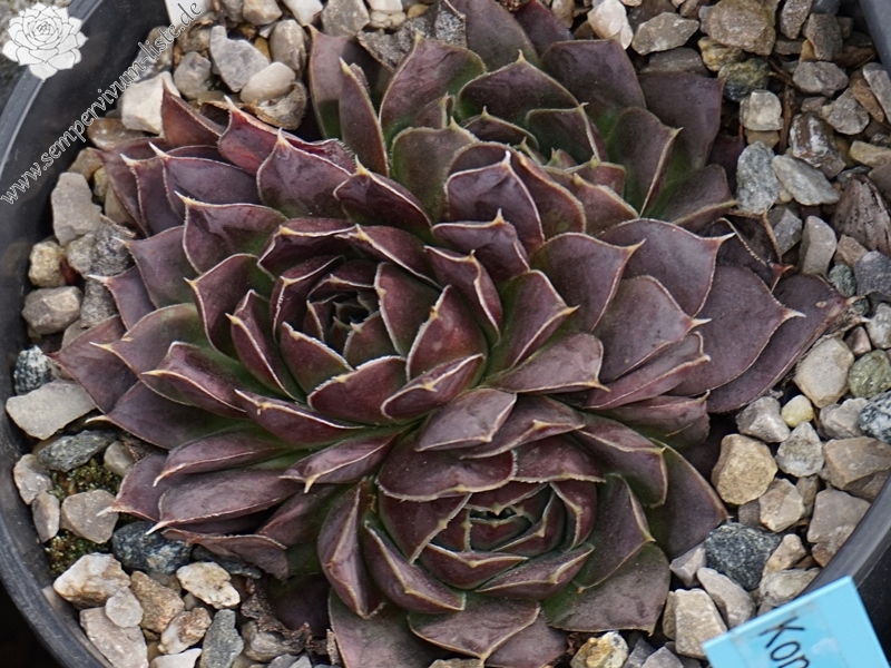 Korspel Expression / Jovi