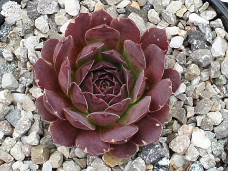 Korspel Expression / Jovi