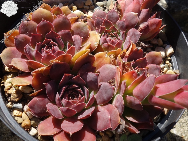 Korspel Expression / Jovi