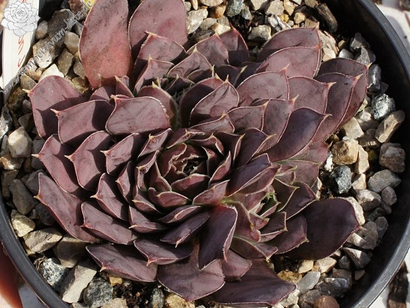 Korspel Expression / Jovi