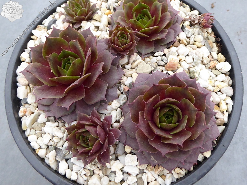 Chelli | Sempervivum-Liste