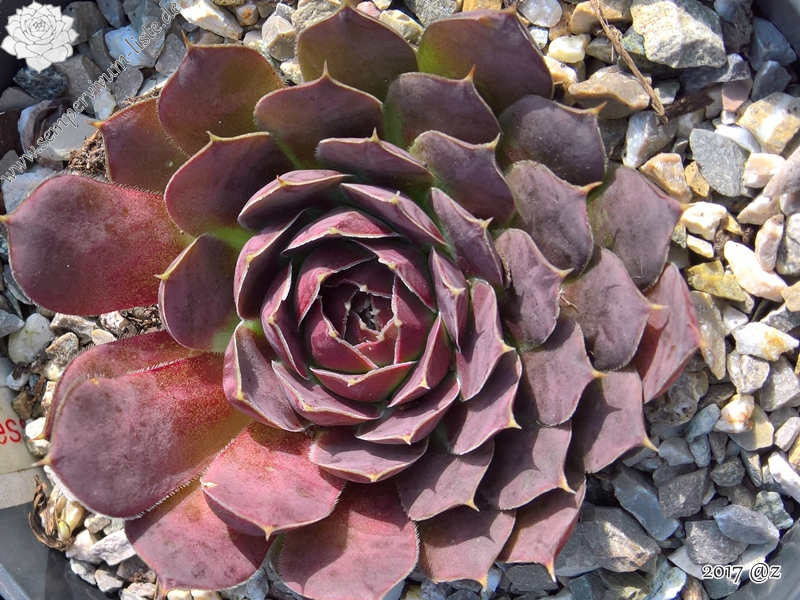 Korspel Expression / Jovi