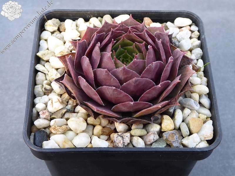 Chelli | Sempervivum-Liste
