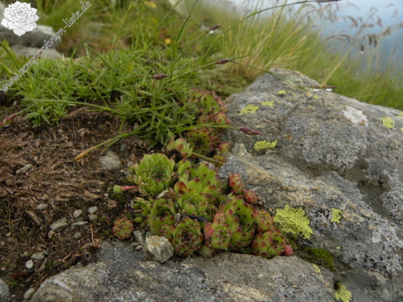 marmoreum ssp. marmoreum (balcanicum) from Mara Gidik