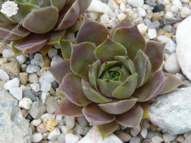 marmoreum ssp. ballsii (auratum)