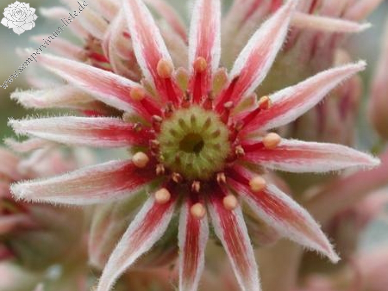 marmoreum ssp. reginae-amaliae from Mavri Petri