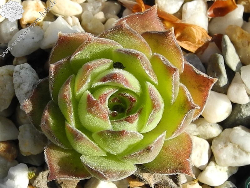 marmoreum ssp. marmoreum (assimile) from Domogled
