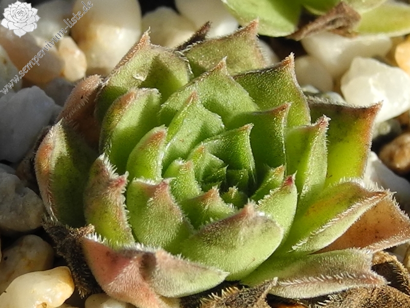 marmoreum ssp. marmoreum (assimile) from Domogled