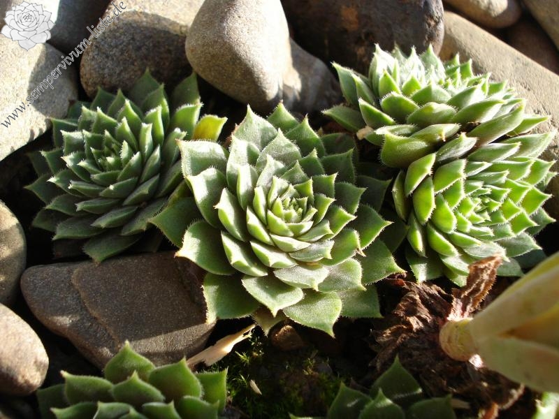 marmoreum ssp. erythraeum from Rilagebirge