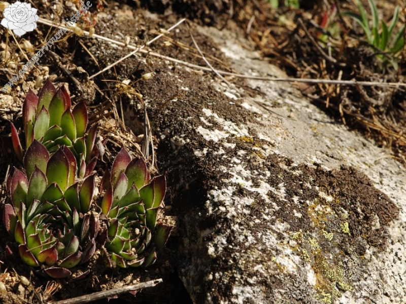 marmoreum ssp. marm. (assimile) cf. from Izvidnica, östl. Abhang