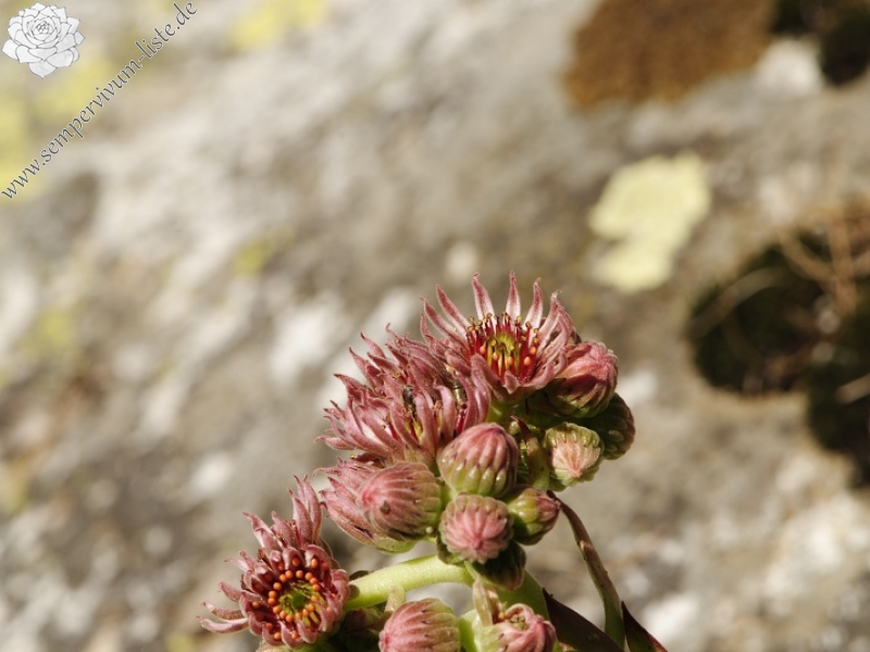 marmoreum ssp. marm. (assimile) cf. from Izvidnica, östl. Abhang