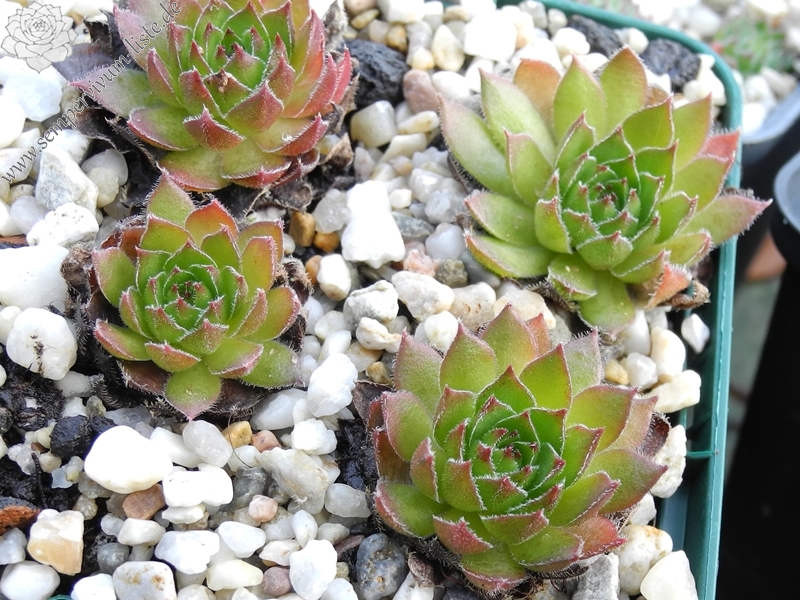 marmoreum ssp. marmoreum from Cheile Turzii (oben)