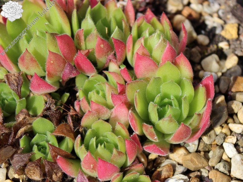 marmoreum ssp. matricum from Turna
