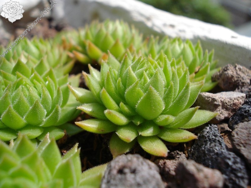 marmoreum ssp. reginae-amaliae (macedonicum)