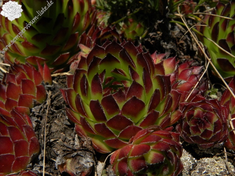 marmoreum ssp. marmoreum from Bavan