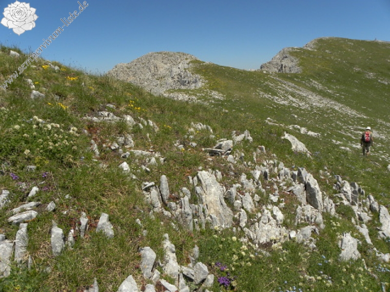 marmoreum ssp. marmoreum from Bavan