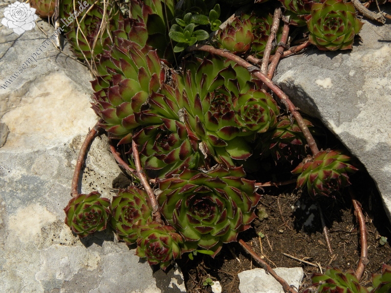 marmoreum ssp. marmoreum from Bobotov Kuk, Abhang