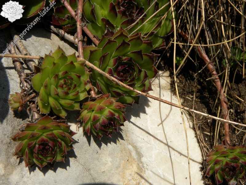 marmoreum ssp. marmoreum from Bobotov Kuk, Abhang