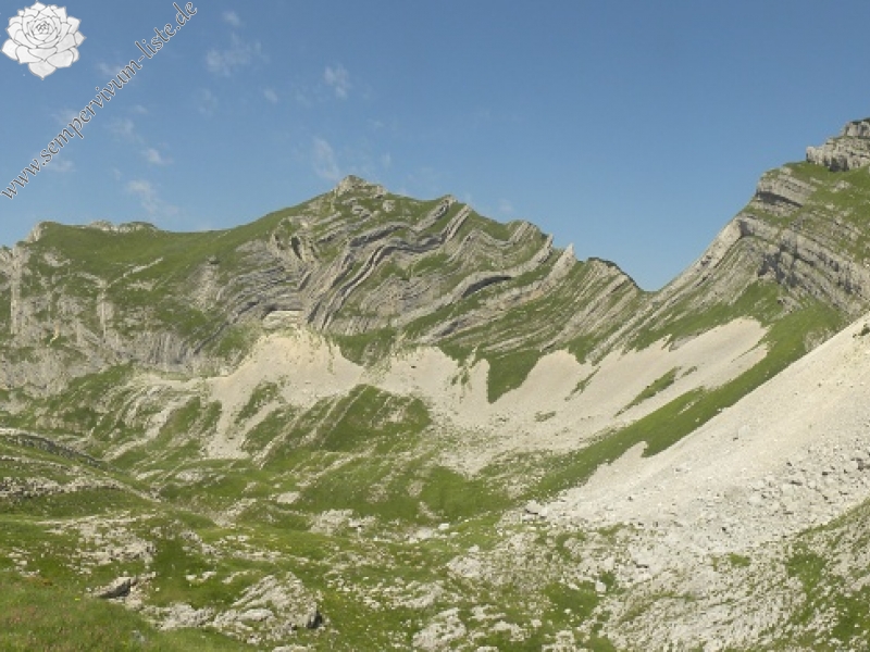 marmoreum ssp. marmoreum from Bobotov Kuk, Abhang