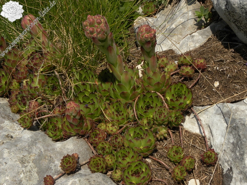 marmoreum ssp. marmoreum from Bobotov Kuk, Abhang