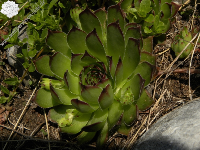 marmoreum ssp. marmoreum from Bobotov Kuk, Abhang