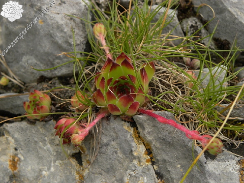 marmoreum ssp. marmoreum from Gropa e Dobkut