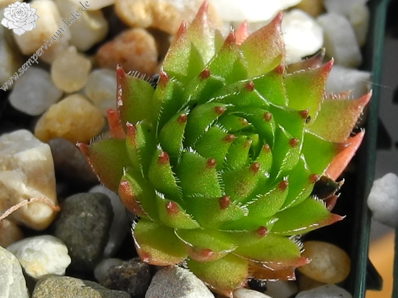 marmoreum ssp. marmoreum from Gropa e Dobkut