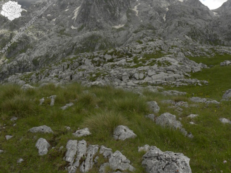 marmoreum ssp. marmoreum from Gropa e Dobkut