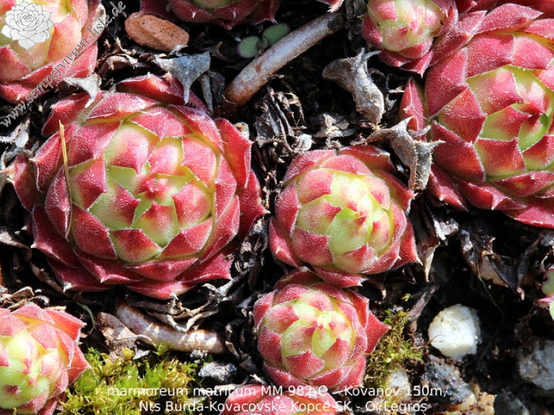 marmoreum ssp. matricum from Kováčovské kopce