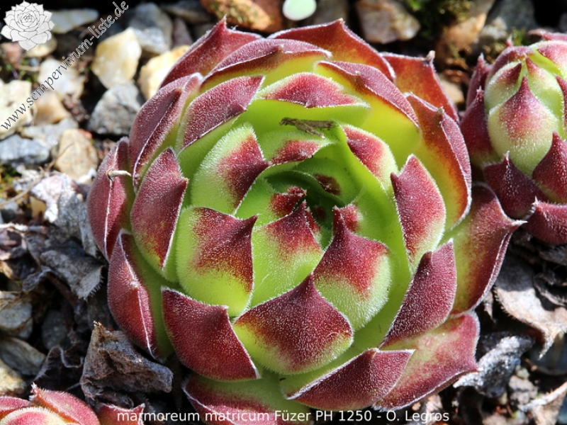 marmoreum ssp. matricum from Füzér