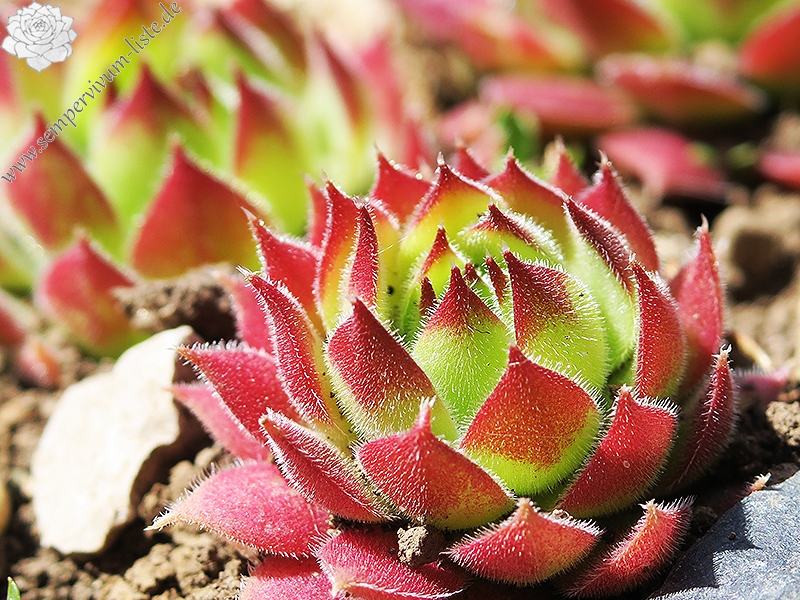 marmoreum ssp. matricum