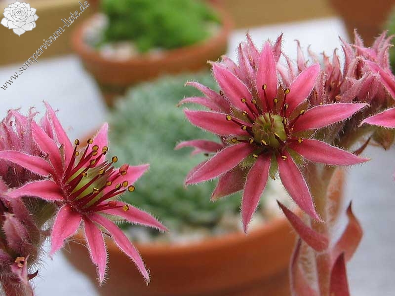 minus x S. tectorum