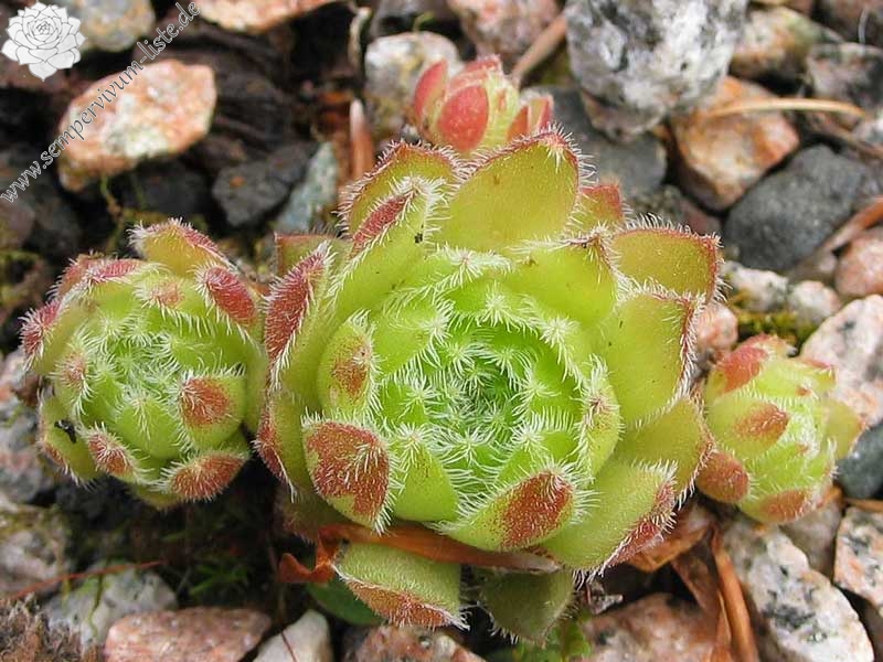 minutum from Penones de San Francisco PH134