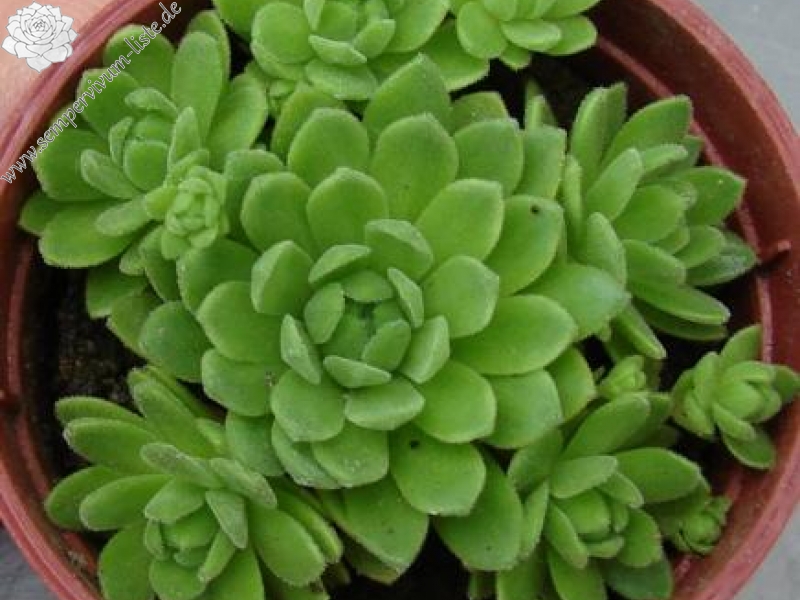 montanum from Lago di Campofosso