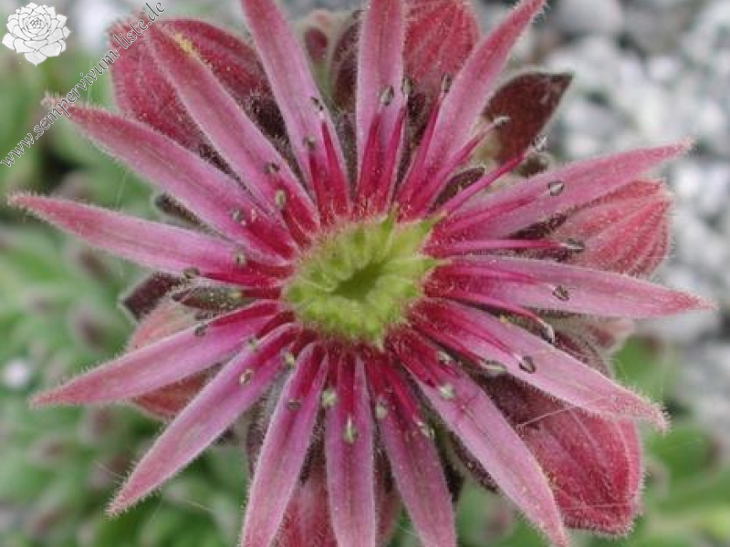 montanum from Pfossental