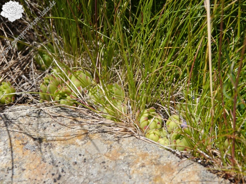 montanum from Timmelsjoch