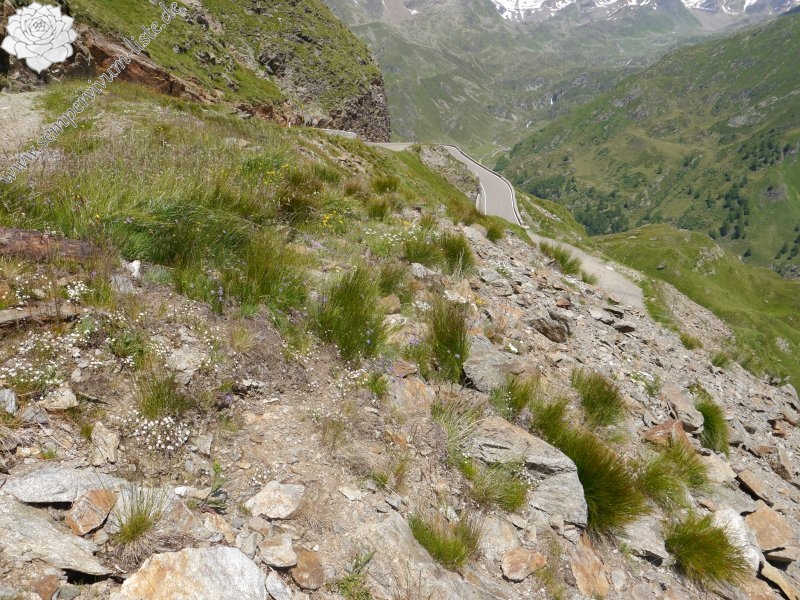 montanum from Timmelsjoch